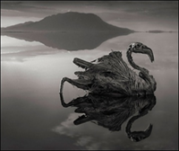 calcified_flamingo_by_nick_brandt